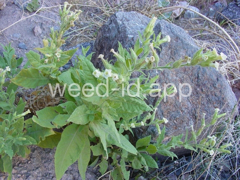 tobacco, desert